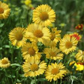Gaillardia aristata 'Aurea Pura' - 25 Yellow Blanket Flower Seeds (Perennial, Drought-Tolerant)