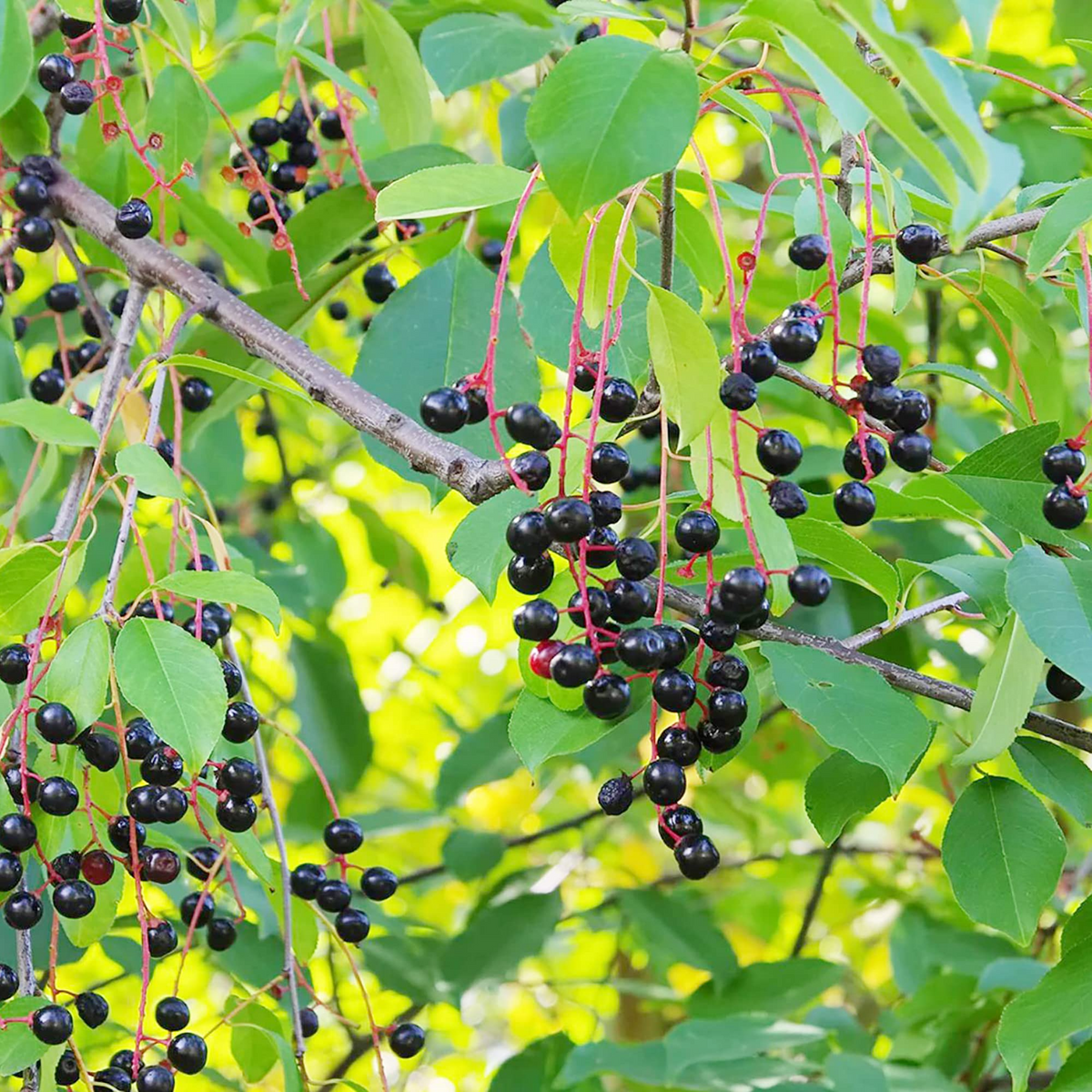 Black Cherry Seeds (Prunus serotina) – 20 Premium Seeds for Sweet Edible Fruit