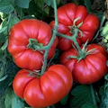 Delicious Tomato Seeds - Heirloom Beefsteak (30 seeds) For Slicing & Sandwiches