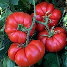 Delicious Tomato Seeds - Heirloom Beefsteak (30 seeds) For Slicing & Sandwiches