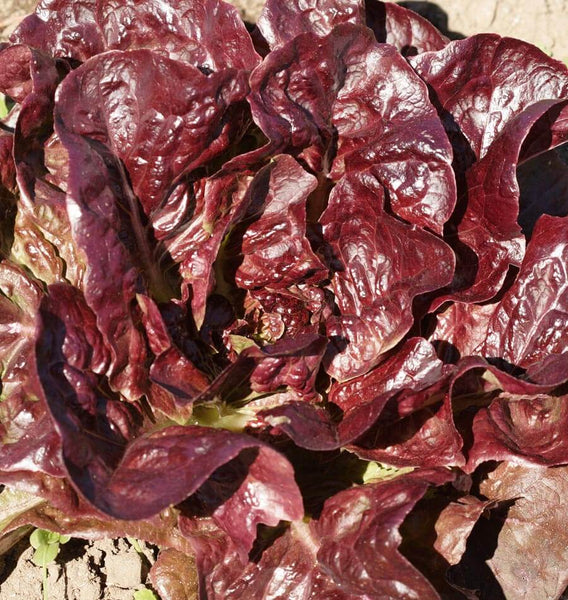 Rouge De Hiver Red Romaine Lettuce Seeds - 700 Heirloom, Cold-Hardy Lactuca sativa