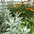 Artemisia Ludoviciana Prairie Sage Seeds - 30 mg, Drought-Tolerant Native Perennial