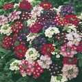 Verbena Compacta Mix Seeds - 200 Seeds, Dwarf Groundcover, Bee-Friendly (Verbena x hybrida)