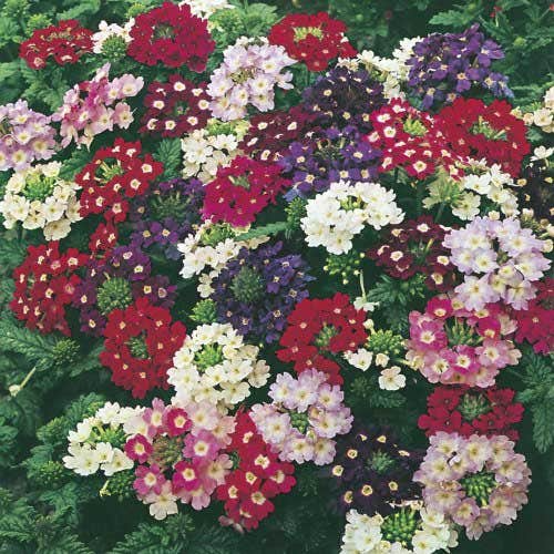 Verbena Compacta Mix Seeds - 200 Seeds, Dwarf Groundcover, Bee-Friendly (Verbena x hybrida)