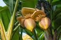 Musa ingens Seedling — Largest Giant Banana Live Plant