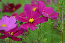 Cosmos Dazzler Seeds - Cosmos bipinnatus Vibrant Pink Blooms, 1 Gram