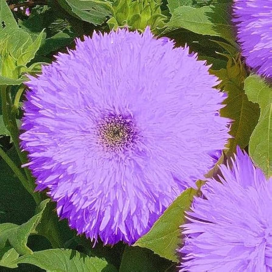 Purple Giant Teddy Bear Sunflower Seeds - 50 Seeds (Helianthus annuus)