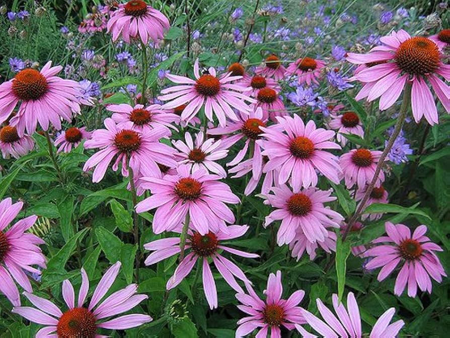 Purple Coneflower Seeds (Echinacea purpurea) - 500mg, Perennial Pollinator-Friendly