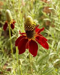Dwarf Red Coneflower Seeds (500) - Ratibida columnifera, Non-GMO, Pollinator-Friendly
