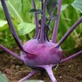 Kohlrabi Purple Vienna Seeds - 150 Seeds, Brassica oleracea, Heirloom, Organic & Non-GMO