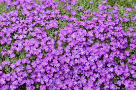 Rock Cress Purple Ground Cover Seeds (Aubrieta deltoidea) - 1000 Seeds