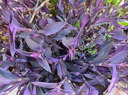 Purple Heart Plant Cuttings (Tradescantia pallida) - 12 Live Cuttings, Wandering Jew