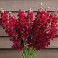 Costa Velvet I–II Snapdragon Seeds (Antirrhinum majus) - 1000+ Deep Velvet Red Seeds