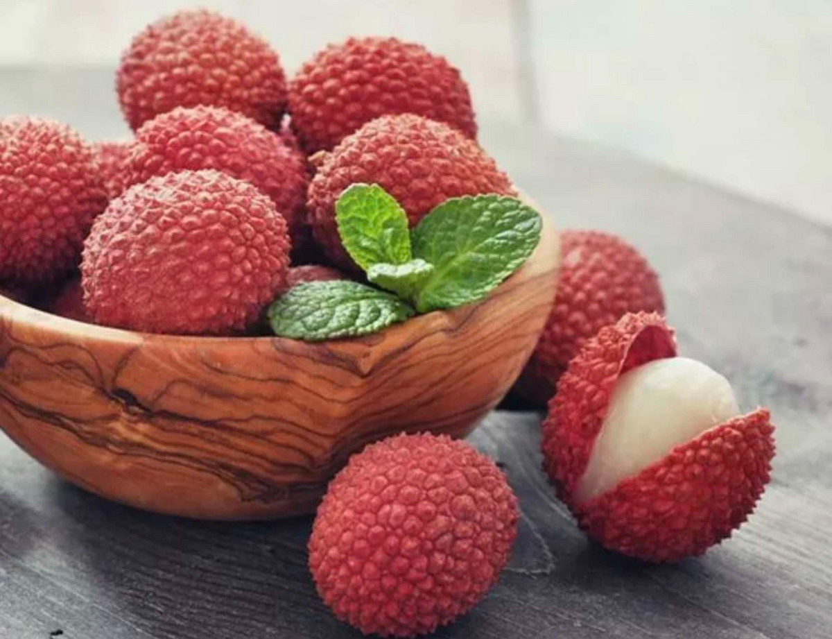 Lychee (Litchi chinensis) Rooted Cutting – 12"-24" Tropical Live Fruit Tree Starter Plant