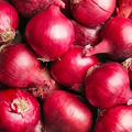 Red Grano Onion Seeds (Allium cepa) - 250 mg Heirloom Red Onion Seeds for Planting