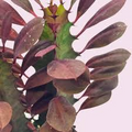 African Milk Tree Euphorbia trigona 4–8" Rooted Cutting – Low-Maintenance Succulent