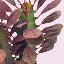 African Milk Tree Euphorbia trigona 4–8" Rooted Cutting – Low-Maintenance Succulent