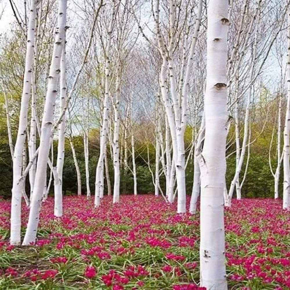 50 White Paper Birch Tree Seeds (Betula papyrifera) - Fast-Growing Native Birch Seed