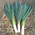 American Flag Leek Seeds – Heirloom, 300mg, Cold Hardy, High Yield