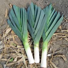 American Flag Leek Seeds – Heirloom, 300mg, Cold Hardy, High Yield