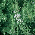 Organic Rosemary Bare-Root Starter Plant | Rosmarinus officinalis