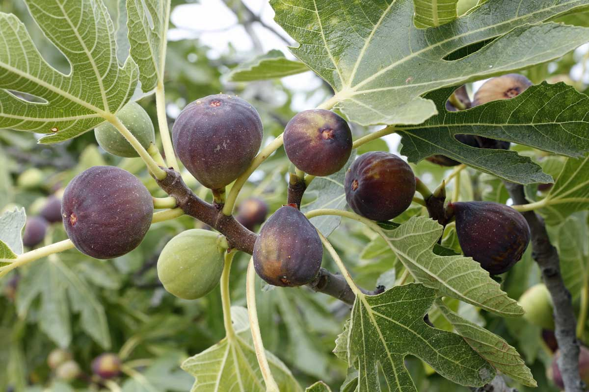 Olympian Fig Seeds – 100+ Heirloom Figs, Cold-Hardy, Purple-Skinned with Honey Flesh (Seeds)