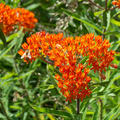 Butterfly Weed (Asclepias tuberosa) Bare Root Plants — 10 Pack, Monarch Host & Pollinator-Friendly