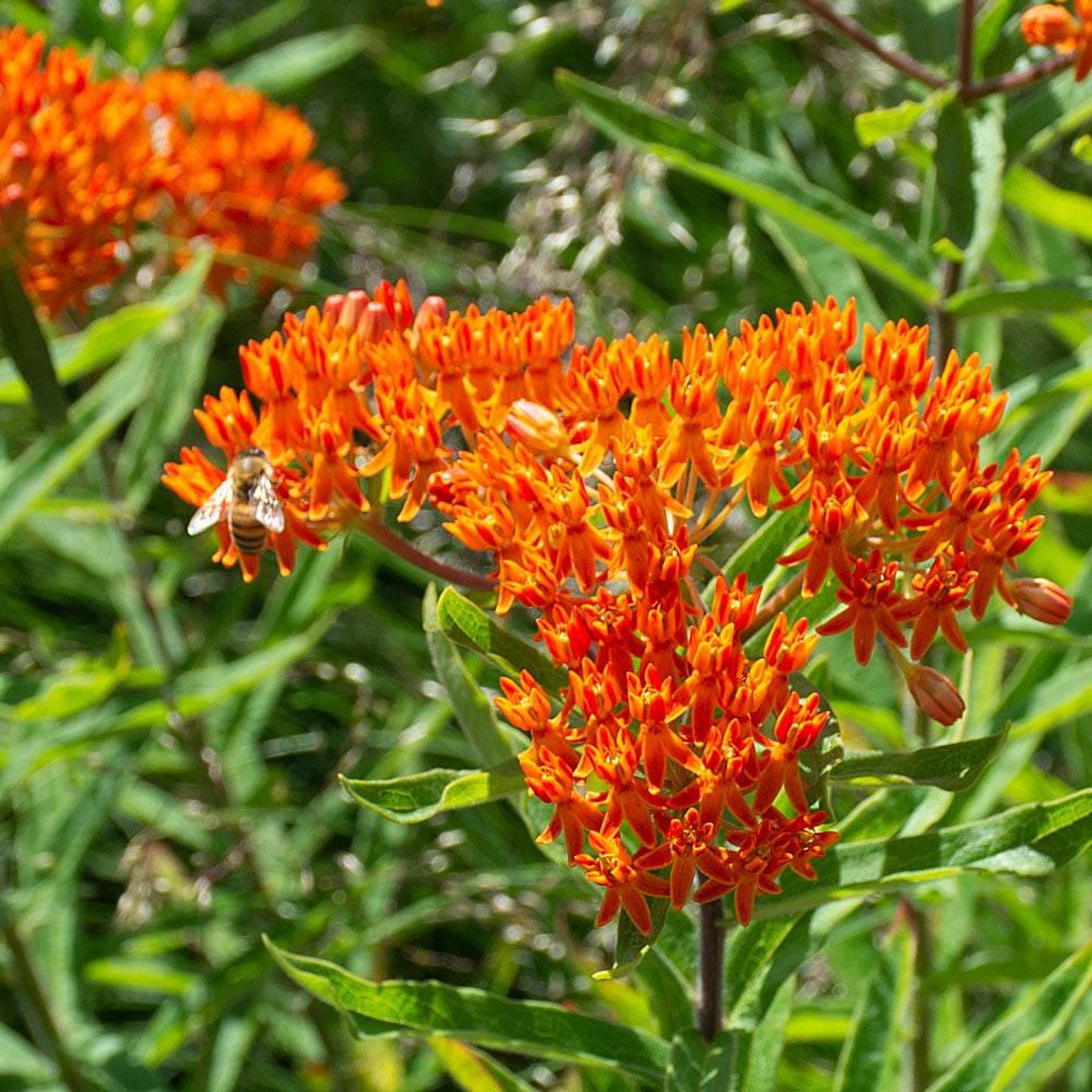 Butterfly Weed (Asclepias tuberosa) Bare Root Plants — 10 Pack, Monarch Host & Pollinator-Friendly