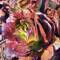 Red Romaine Lettuce Seeds - 1g, Heirloom Lactuca sativa, Non-GMO