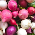 Easter Egg Radish Seeds (Raphanus sativus) - 200 Seed Blend, Crisp & Mild