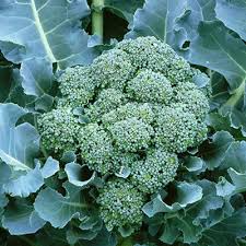 Broccoli Di Cicco Seeds – 1g Heirloom, Early Maturing, High Yield