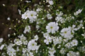 Baby's Breath Covent Garden White Seeds (Gypsophila elegans) – 300mg