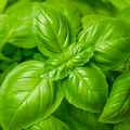 Basil Genovese Seeds (Ocimum basilicum) - Heirloom Italian Herb, 2000 Seeds