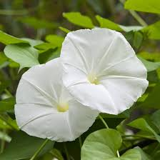 Moonflower Seeds - Ipomoea alba White Night-Blooming Morning Glory, 25 Seeds