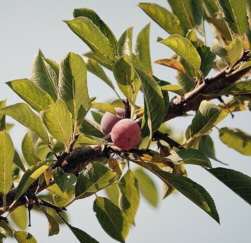 Japanese Ume Plum Cuttings (2) - Unrooted, Fragrant Winter Pink Flowers, Edible Fruit
