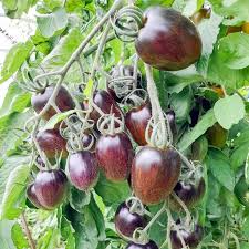 Brad's Atomic Grape Tomato Seeds - Rare Heirloom Cherry Tomato, 10 Seeds