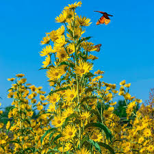 Maximilian Sunflower - Helianthus maximiliani Seed Pack, 100 Seeds, Perennial