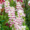 Maryland Plumblossom Snapdragon Seeds (Antirrhinum majus) - 1000+ Seeds
