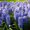 Hyacinthus orientalis 'Delft Blue' - 2 Delft Blue Hyacinth Bulbs, Fragrant Spring Blooms