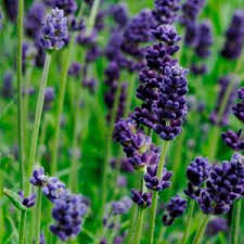 Lady Lavender Lavandula angustifolia Seeds - Fragrant Perennial Herb, 25 Seeds
