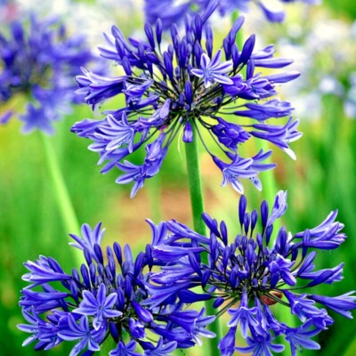 Agapanthus ‘Peter Pan’ Seeds – 25 Dwarf Blue Lily of the Nile Seeds (Agapanthus africanus) Zone 8-11