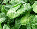 Syngonium Podophyllum White Butterfly Arrowhead Vine Cuttings - 4 Starter Plants