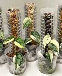 Scindapsus Mayari Rooted Cutting (1-2 Leaves) - Highly Variegated, Stable