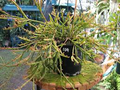 Rhipsalis ewaldiana Starter Plant | Rare Mistletoe Cactus, 3.25" Pot