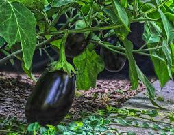 Eggplant Black Beauty Seeds - 50 Premium Heirloom, Non-GMO Solanum melongena