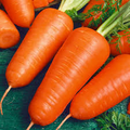 Chantenay Red Cored Carrot Seeds | 1g Daucus carota - Heirloom, Organic, Sweet & Easy to Grow