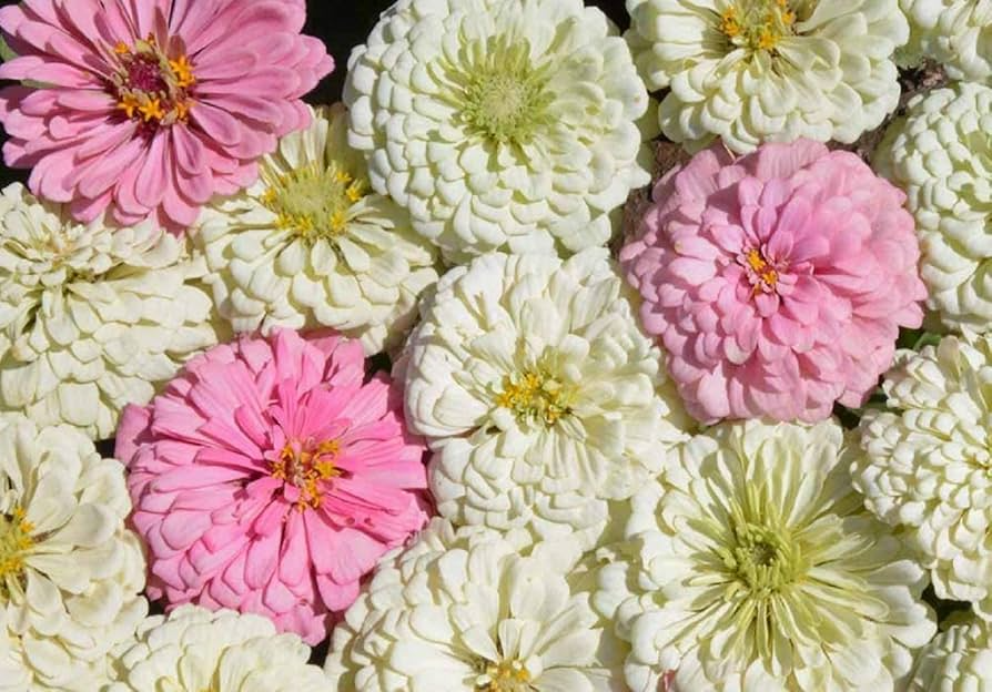 Zinnia Blushing Bride Mix Seeds – 200 Non-GMO Easy-to-Grow Cut Flowers for Pollinators