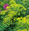Bouquet Dill Seeds (Anethum graveolens) - 500 Seeds for Culinary & Garden Use