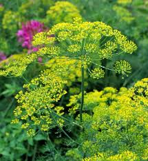 Bouquet Dill Seeds (Anethum graveolens) - 500 Seeds for Culinary & Garden Use