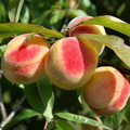Prunus Persica California Peach Cuttings - 7 Live 6" Starter Plants (Bare Root)